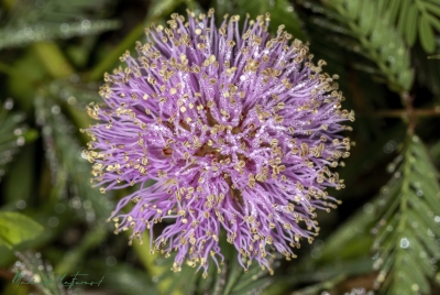 Dew on Sensitive Mimosa 